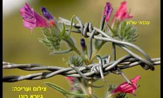 תמונות נפלאות של פרחים בישראל