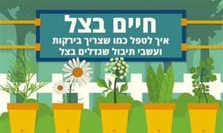 איך לטפל כמו שצריך בירקות ועשבי תיבול שגדלים בצל