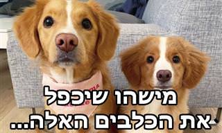 סדרת תמונת מקסימה של גורי כלבים שדומים להורים שלהם