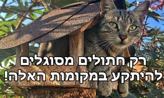15 תמונות של חתולים חמודים תקועים במקומות מוזרים
