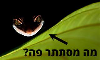 21 תמונות זוכות מתחרות צילומי הטבע של GDT