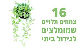 16 צמחים תלויים שמומלץ לגדל בבית