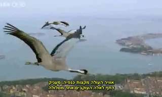 מסלול הנדודים של העגורים