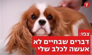 וטרינר מסביר: דברים שאסור לעשות לכלבים