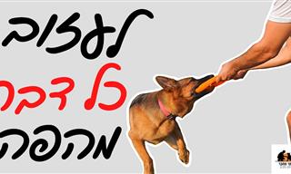 סרטון אילוף כלבים לשחרר חפצים שהם תפסו בפה