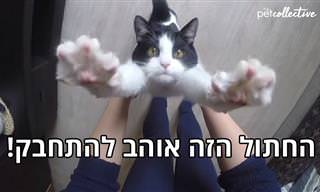 החתול המחבק: סרטון מקסים שעשה לי את היום!