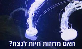 7 בעלי חיים שנדמה שחיים לנצח - מיתוס או אמת?