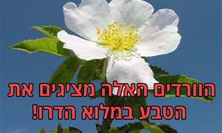 15 זני ורדים מיוחדים וציטוטים שיכניסו יופי ורוגע לחייכם