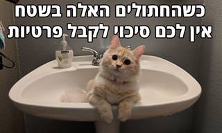 14 תמונות של חתולים חמודים שלא מכבדים פרטיות
