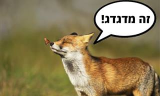 מחקר חדש גילה שאנו לא היחידים שצוחקים כשטוב לנו – גם חיות!