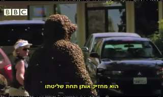האיש שהפך למלכת הדבורים - לא ייאמן!