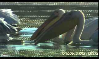 חגיגה חורפית של ציפורים - מקסים!