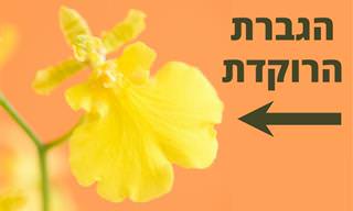8 סחלבים קלים לגידול שיאירו לכם את הבית