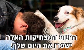 17 תמונות מצחיקות של כלבים, חתולים וחיות מחמד שיגרמו לכם לחייך