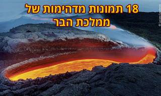 18 תמונות מדהימות מתחרות צלם חיות הבר לשנת 2020