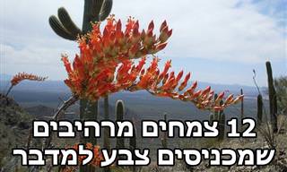 12 פרחים צבעוניים ומרהיבים של צמחי מדבר