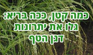 8 יתרונותיו הבריאותיים של קמח הטף