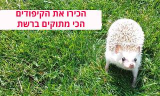 אוסף קיפודים מתוקים