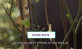 המדריך להצלת צמחים ממזיקים ומנזקי הזנחה