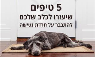 5 דרכים לעזור לכלב עם חרדת נטישה