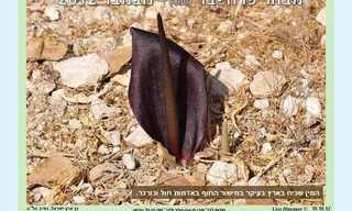 טבע ישראלי במיטבו!
