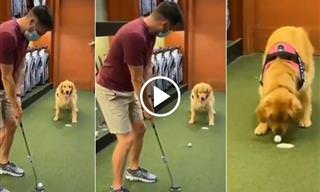 כלבה חמודה עוזרת לבעלים שלה לשחק גולף