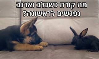 סרטון מקסים המתעד פגישה ראשונה של כלב וארנב