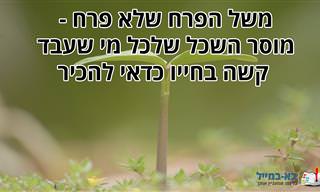 משל הפרח שלא פרח - מוסר השכל שלכל מי שעבד קשה בחייו כדאי להכיר