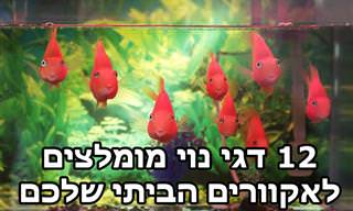 12 דגי נוי מומלצים לגידול באקווריום ביתי